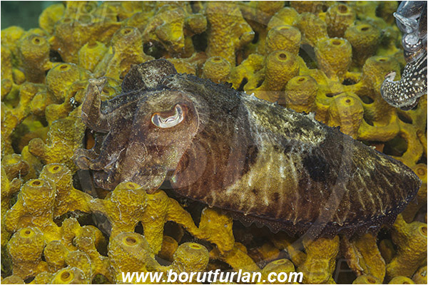 Fiesa, Slovenia, Adriatic sea, Mediterranean sea, Sepia officinalis, Sepia, Sepiidae, European cuttlefish, Common cuttlefish, Cuttlefish, Cephalopoda, Mollusca, Mollusc