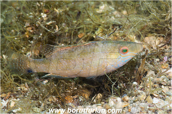 Fiesa, Slovenia, Adriatic sea, Mediterranean sea, Symphodus cinereus, Symphodus, Labridae, Gray wrasse, Wrasse, Fish, Nesting