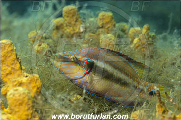 Fiesa, Slovenia, Adriatic sea, Mediterranean sea, Symphodus ocellatus, Symphodus, Labridae, Ocellated wrasse, Wrasse, Fish, Nesting