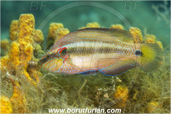 Fiesa, Slovenia, Adriatic sea, Mediterranean sea, Symphodus ocellatus, Symphodus, Labridae, Ocellated wrasse, Wrasse, Fish, Nesting