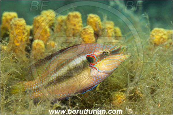 Fiesa, Slovenia, Adriatic sea, Mediterranean sea, Symphodus ocellatus, Symphodus, Labridae, Ocellated wrasse, Wrasse, Fish, Nesting