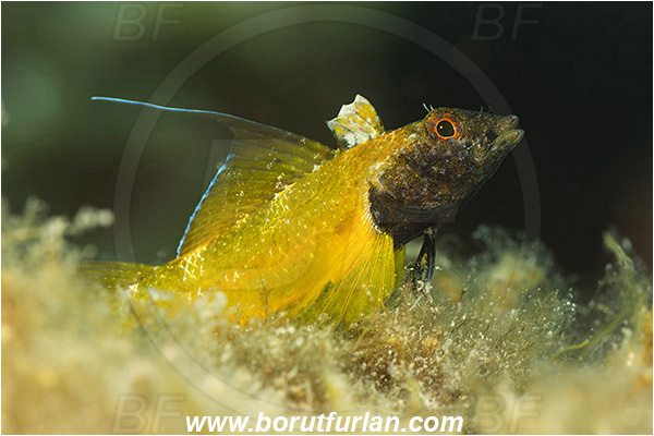 Fiesa, Slovenia, Adriatic sea, Mediterranean sea, Tripterygion delaisi, Tripterygion, Tripterygiidae, Black-faced triplefin, Triplefin, Fish