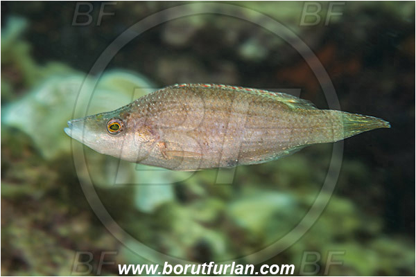 Fiesa, Slovenia, Adriatic sea, Mediterranean sea, Symphodus rostratus, Symphodus, Labridae, Pointed-snout wrasse, Wrasse, Fish