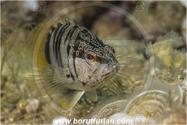 Fiesa, Slovenia, Adriatic sea, Mediterranean sea, Serranus scriba, Serranus, Serranidae, Painted comber, Fish, Portrait