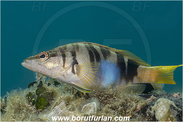 Fiesa, Slovenia, Adriatic sea, Mediterranean sea, Serranus scriba, Serranus, Serranidae, Painted comber, Fish