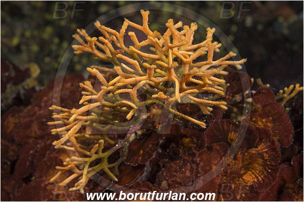 Pula, Istria, Croatia, Adriatic sea, Mediterranean sea, Smittina cervicornis, Smittina, Smittinidae, Bryozoa, Bryozoan, Abstract
