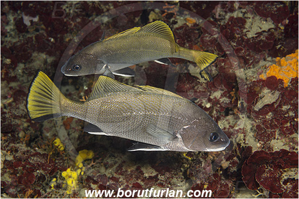 Pula, Istria, Croatia, Adriatic sea, Mediterranean sea, Sciaena umbra, Sciaena, Sciaenidae, Brown meagre, Corb meager, Fish