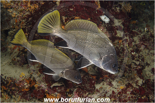 Pula, Istria, Croatia, Adriatic sea, Mediterranean sea, Sciaena umbra, Sciaena, Sciaenidae, Brown meagre, Corb meager, Fish