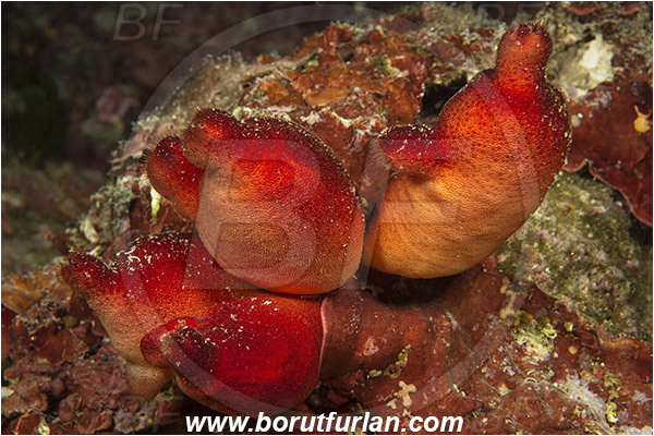 Pula, Istria, Croatia, Adriatic sea, Mediterranean sea, Halocynthia papillosa, Halocynthia, Pyuridae, Red sea squirt, Sea squirt, Ascidiacea, Tunicata, Tunicate