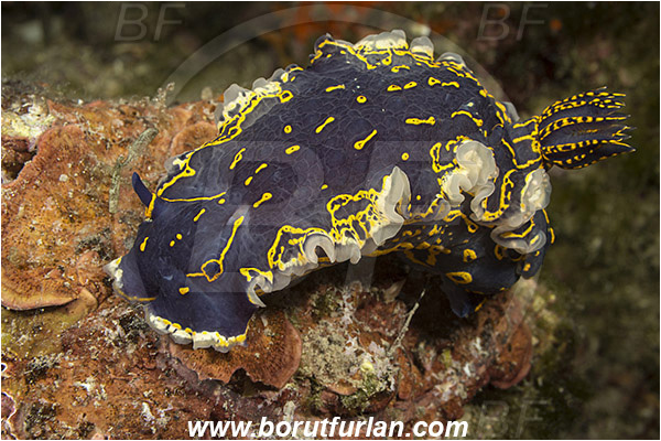 Pula, Istria, Croatia, Adriatic sea, Mediterranean sea, Felimare picta, Felimare, Chromodorididae, Painted dorid, Nudibranch, Sea slug, Gastropoda, Mollusca