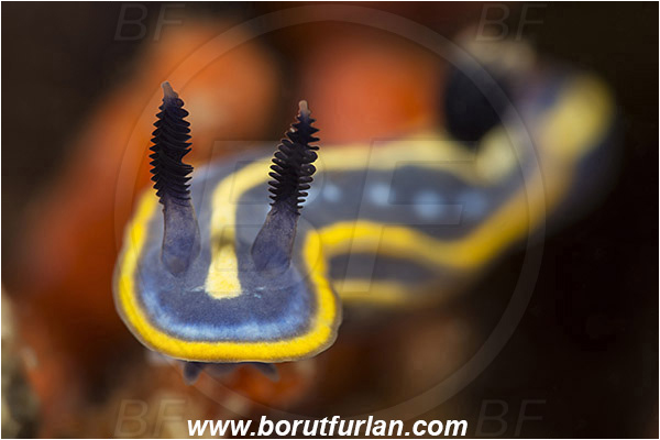 Pula, Istria, Croatia, Adriatic sea, Mediterranean sea, Felimare tricolor, Felimare, Chromodorididae, Tricolor doris, Nudibranch, Sea slug, Gastropoda, Mollusca