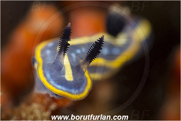 Pula, Istria, Croatia, Adriatic sea, Mediterranean sea, Felimare tricolor, Felimare, Chromodorididae, Tricolor doris, Nudibranch, Sea slug, Gastropoda, Mollusca