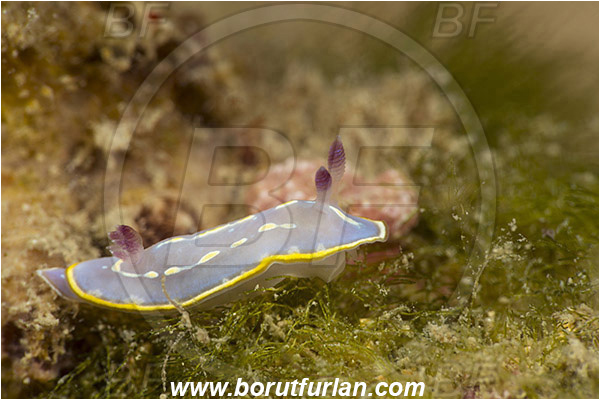 Pula, Istria, Croatia, Adriatic sea, Mediterranean sea, Felimida krohni, Felimida, Chromodorididae, Krohn