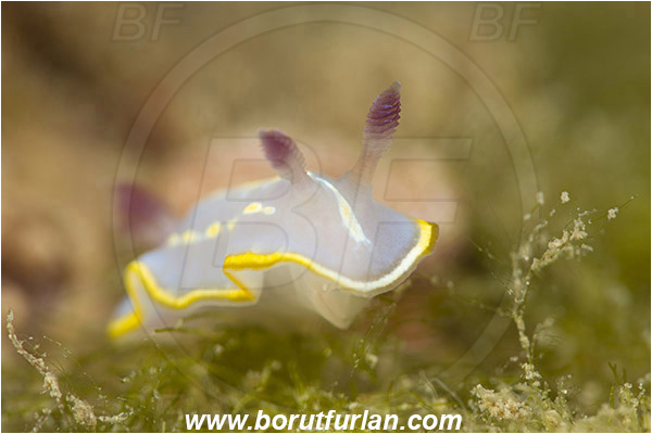 Pula, Istria, Croatia, Adriatic sea, Mediterranean sea, Felimida krohni, Felimida, Chromodorididae, Krohn