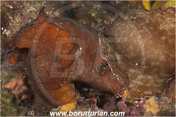 Pula, Istria, Croatia, Adriatic sea, Mediterranean sea, Platydoris argo, Platydoris, Discodorididae, Redbrown leathery doris, Nudibranch, Sea slug, Gastropoda, Mollusca, Mating