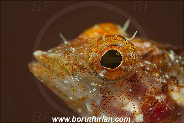 Pula, Istria, Croatia, Adriatic sea, Mediterranean sea, Tripterygion tripteronotum, Tripterygion, Tripterygiidae, Red-black triplefin, Triplefin, Fish, Female, Portrait