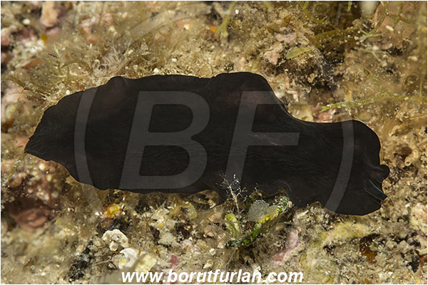Pula, Istria, Croatia, Adriatic sea, Mediterranean sea, Pseudoceros sp., Pseudoceros, Pseudocerotidae, Flatworm, Platyhelminthes