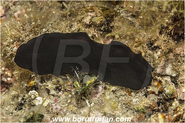 Pula, Istria, Croatia, Adriatic sea, Mediterranean sea, Pseudoceros sp., Pseudoceros, Pseudocerotidae, Flatworm, Platyhelminthes