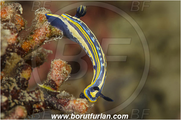 Pula, Istria, Croatia, Adriatic sea, Mediterranean sea, Felimare tricolor, Felimare, Chromodorididae, Tricolor doris, Nudibranch, Sea slug, Gastropoda, Mollusca