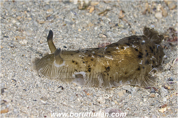 Pula, Istria, Croatia, Adriatic sea, Mediterranean sea, Dendrodoris grandiflora, Dendrodoris, Dendrodorididae, Marmor nudibranch, Nudibranch, Sea slug, Gastropoda, Mollusca