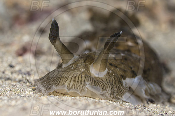 Pula, Istria, Croatia, Adriatic sea, Mediterranean sea, Dendrodoris grandiflora, Dendrodoris, Dendrodorididae, Marmor nudibranch, Nudibranch, Sea slug, Gastropoda, Mollusca, Portrait
