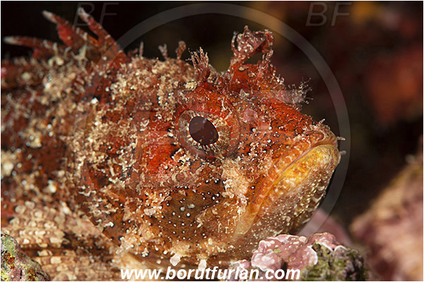 Pula, Istria, Croatia, Adriatic sea, Mediterranean sea, Scorpaena porcus, Scorpaena, Scorpaenidae, Brown scorpionfish, Scorpionfish, Fish, Portrait