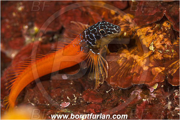Pula, Istria, Croatia, Adriatic sea, Mediterranean sea, Microlipophrys nigriceps, Microlipophrys, Blenniidae, Black-headed blenny, Blenny, Fish