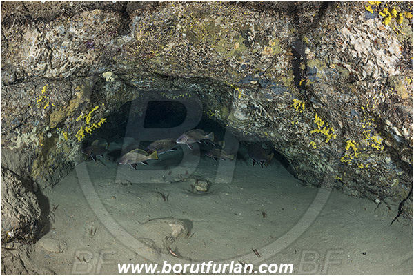 Pula, Istria, Croatia, Adriatic sea, Mediterranean sea, Sciaena umbra, Sciaena, Sciaenidae, Brown meagre, Corb meager, Fish, Fish school, Cave