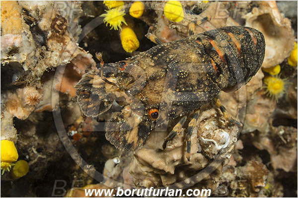 Pula, Istria, Croatia, Adriatic sea, Mediterranean sea, Scyllarus arctus, Scyllarus, Scyllaridae, Decapoda, Small European slipper lobster, Slipper lobster, Lobster, Crustacea, Crustacean