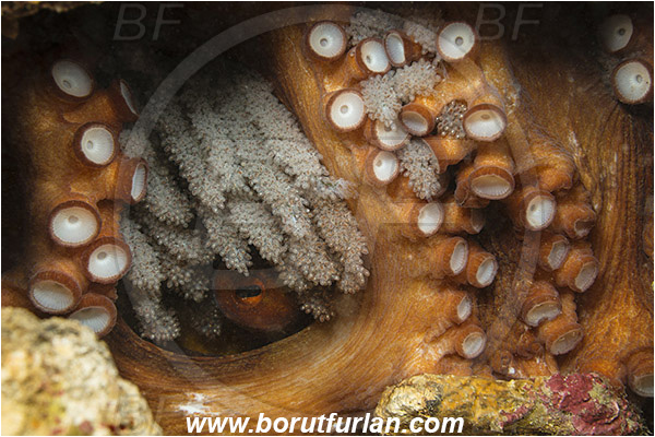 Pula, Istria, Croatia, Adriatic sea, Mediterranean sea, Octopus vulgaris, Octopus, Octopodidae, Common octopus, Cephalopoda, Mollusca, Mollusc, Abstract, Eye, Eggs, Octopus eggs