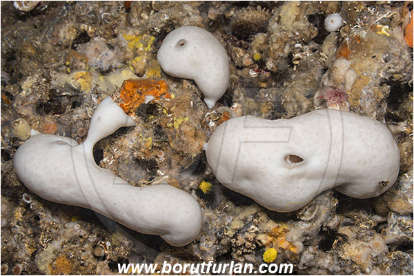 Pula, Istria, Croatia, Adriatic sea, Mediterranean sea, Haliclona (Rhizoniera) sarai, Haliclona (Rhizoniera), Chalinidae, Cave sponge, Sponge, Porifera