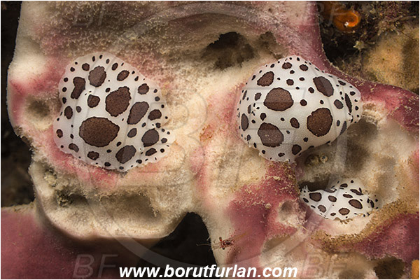 Pula, Istria, Croatia, Adriatic sea, Mediterranean sea, Peltodoris atromaculata, Peltodoris, Discodorididae, Dotted sea slug, Nudibranch, Sea slug, Gastropoda, Mollusca
