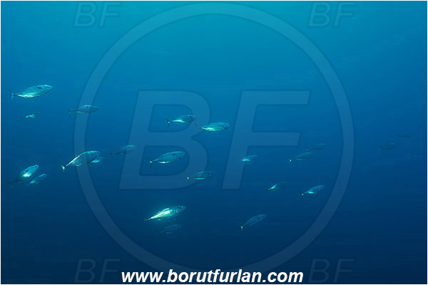 Island Susac, Croatia, Adriatic sea, Mediterranean sea, Euthynnus alletteratus, Euthynnus, Scombridae, Little tunny, Fish, Fish school