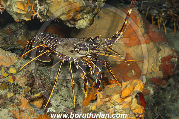 Island Susac, Croatia, Adriatic sea, Mediterranean sea, Palinurus elephas, Palinurus, Palinuridae, Decapoda, European spiny lobster, Spiny lobster, Lobster, Crustacea, Crustacean