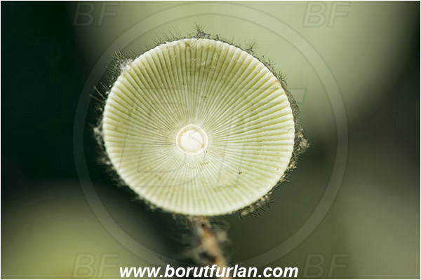 Island Susac, Croatia, Adriatic sea, Mediterranean sea, Acetabularia acetabulum, Acetabularia, Polyphysaceae, Mermaid