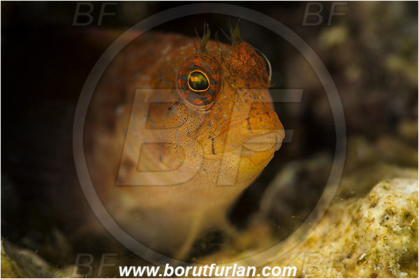 Island Susac, Croatia, Adriatic sea, Mediterranean sea, Parablennius zvonimiri, Parablennius, Blenniidae, Zvonimir