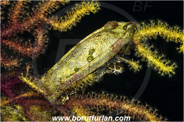 Island Susac, Croatia, Adriatic sea, Mediterranean sea, Scyliorhinus sp., Scyliorhinus, Scyliorhinidae, Catshark