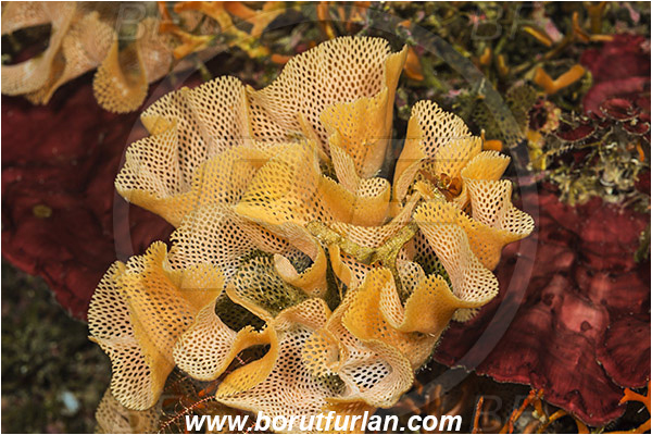Island Susac, Croatia, Adriatic sea, Mediterranean sea, Reteporella beaniana, Reteporella, Phidoloporidae, Bryozoa, Bryozoan