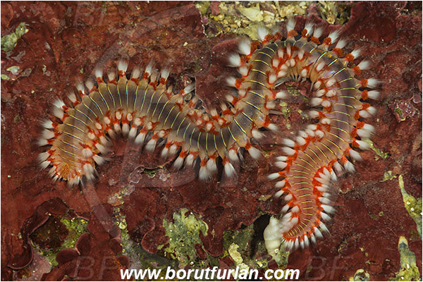 Island Susac, Croatia, Adriatic sea, Mediterranean sea, Hermodice carunculata, Hermodice, Amphinomidae, Bearded fireworm, Fireworm, Worm, Polychaeta