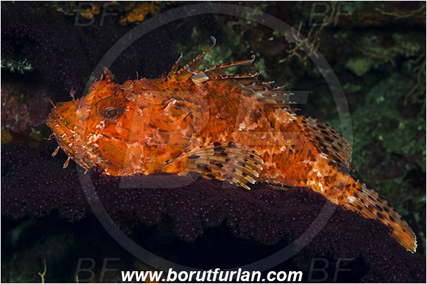 Island Susac, Croatia, Adriatic sea, Mediterranean sea, Scorpaena scrofa, Scorpaena, Scorpaenidae, Great red scorpionfish, Scorpionfish, Fish