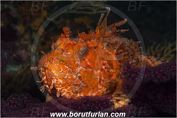Island Susac, Croatia, Adriatic sea, Mediterranean sea, Scorpaena scrofa, Scorpaena, Scorpaenidae, Great red scorpionfish, Scorpionfish, Fish, Portrait