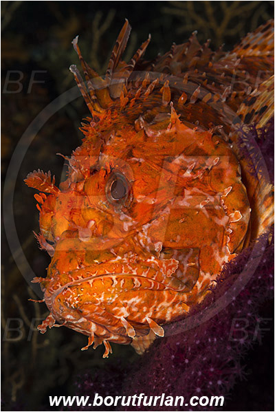 Island Susac, Croatia, Adriatic sea, Mediterranean sea, Scorpaena scrofa, Scorpaena, Scorpaenidae, Great red scorpionfish, Scorpionfish, Fish, Portrait