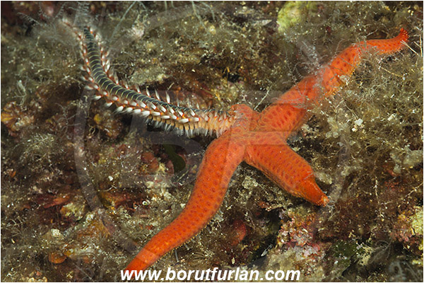 Island Susac, Croatia, Adriatic sea, Mediterranean sea, Hermodice carunculata, Hermodice, Amphinomidae, Bearded fireworm, Fireworm, Worm, Polychaeta, Hacelia attenuata, Hacelia, Ophidiasteridae, Smooth starfish, Strafish, Asteroidea, Echinodermata, Echinoderm, Feeding, Fireworm feeds on starfish