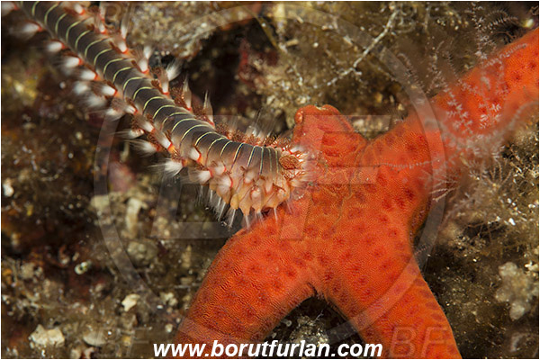 Island Susac, Croatia, Adriatic sea, Mediterranean sea, Hermodice carunculata, Hermodice, Amphinomidae, Bearded fireworm, Fireworm, Worm, Polychaeta, Hacelia attenuata, Hacelia, Ophidiasteridae, Smooth starfish, Strafish, Asteroidea, Echinodermata, Echinoderm, Feeding, Fireworm feeds on starfish