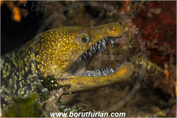 Island Susac, Croatia, Adriatic sea, Mediterranean sea, Enchelycore anatina, Enchelycore, Muraenidae, Fangtooth moray, Moray, Fish, Portrait