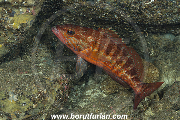 Island Susac, Croatia, Adriatic sea, Mediterranean sea, Serranus cabrilla, Serranus, Serranidae, Comber, Fish