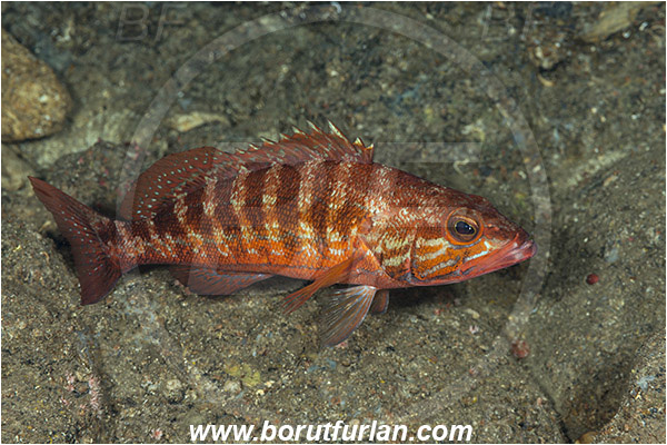 Island Susac, Croatia, Adriatic sea, Mediterranean sea, Serranus cabrilla, Serranus, Serranidae, Comber, Fish