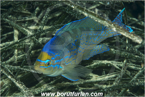 Island Susac, Croatia, Adriatic sea, Mediterranean sea, Spicara maena, Spicara, Centracanthidae, Blotched picarel, Picarel, Fish