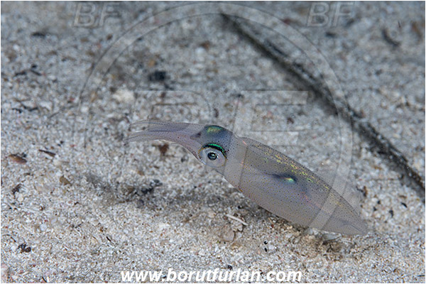 Island Susac, Croatia, Adriatic sea, Mediterranean sea, Loligo vulgaris, Loligo, Loliginidae, European squid, Common squid, Squid, Cephalopoda, Mollusca, Mollusc, Juvenile