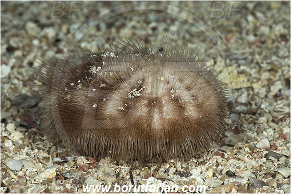 Island Susac, Croatia, Adriatic sea, Mediterranean sea, Spatangus purpureus, Spatangus, Spatangidae, Purple heart urchin, Heart urchin, Sea urchin, Echinoidea, Echinodermata, Echinoderm